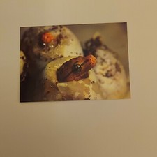 San diego zoo for sale  North Berwick