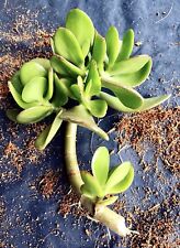 Jade money plant for sale  HASTINGS