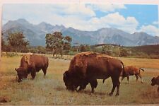 bison roam for sale  Wilmington