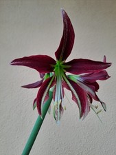 Hippeastrum ess cybister usato  Bagnoregio