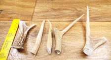 Pcs whitetail antler for sale  Gandeeville