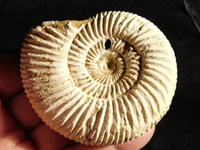 White ribbed ammonite d'occasion  Expédié en Belgium