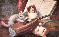 Persian longhair musical for sale  Palm Bay