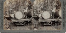 Sugar pine logs for sale  SHERINGHAM
