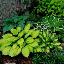 Hosta funkie arten gebraucht kaufen  Guben