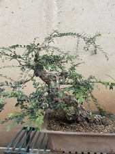 yamadori bonsai usato yamadori bonsai usato Modica