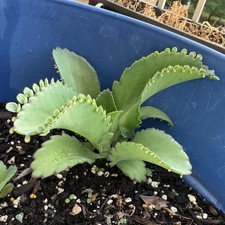 Mother thousands kalanchoe for sale  North Olmsted