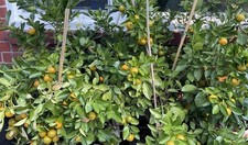 Rooted calamansi kalamansi for sale  Norfolk