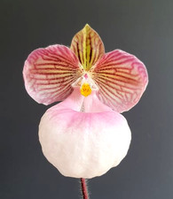 Rare paphiopedilum micranthum for sale  LONDON