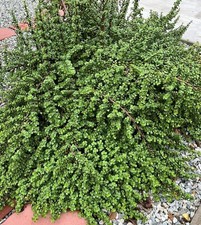 Cuttings elephant bush for sale  El Monte