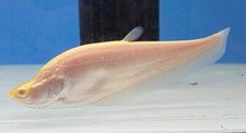 High quality albino for sale  Saint Louis