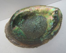 Vintage large abalone for sale  HASSOCKS