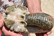 Géante ammonite douvilleicera d'occasion  Pont-à-Mousson