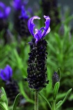 Lavandula stoechas javelin for sale  UK