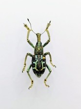Entomology taxidermy rhinoscap usato  Roma