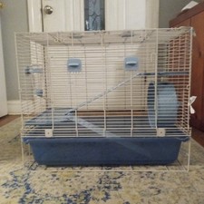 Guinea pig hamster for sale  Brooklyn