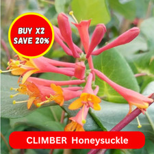 Honeysuckle lonicera brownii for sale  BEDFORD