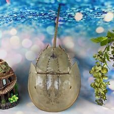 Horseshoe crab damaged for sale  Chattanooga