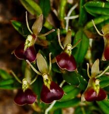 Epidendrum species pepper usato  Spedire a Italy