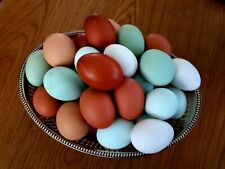 Oeufs couver surprise d'occasion  Chemillé