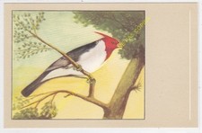 Oiseau bird cardinal d'occasion  Amboise