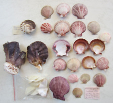 Tropische meeresmuscheln lopha gebraucht kaufen  Minden