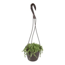 String pearls plant for sale  Romeoville