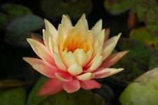 Sioux dwarf small for sale  UK