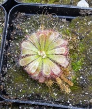 Drosera bundle for sale  Chino