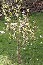 Samen tuplen magnolie gebraucht kaufen  Werl