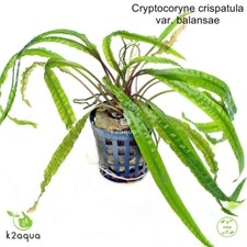 Cryptocoryne balansae live for sale  HOUNSLOW
