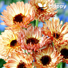 Pot marigold sunset for sale  DONCASTER
