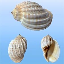 Harpidae, Harpa major f. albida, Tulear, Madagascar, 101,3 mm, WHITISH FORM comprar usado  Enviando para Brazil