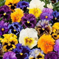 Pansy frizzle sizzle for sale  TAMWORTH