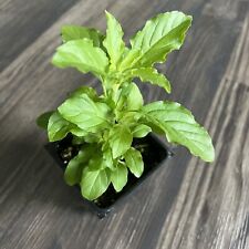 Indian tulasi plant for sale  Dallas