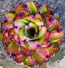 Bromeliad neoregelia wide for sale  USA