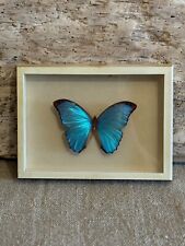Morpho menelaus südamerika gebraucht kaufen  Berlin