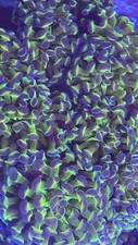 Wysiwyg live coral for sale  Washington