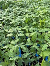 Lot beefsteak tomato for sale  Monongahela