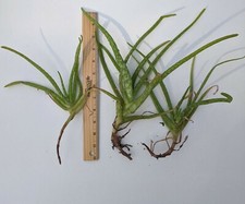 Conjunto de 3 plantas de aloe vera 6"-12" filhotes suculentos enraizados Barbadensis - plantas vivas comprar usado  Enviando para Brazil