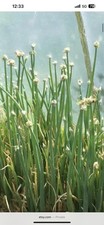 Wild walking onion for sale  Madison