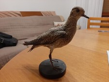 Tassidermia uccello imbalsamat usato  Arcisate