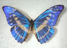 Morpho cypris male gebraucht kaufen  Elsoff, Rehe, Oberroßbach