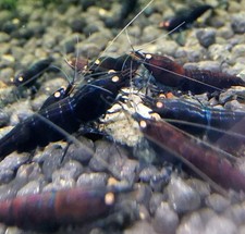 Caridine tiger lotto usato  Salerno