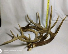 Whitetail deer antlers for sale  Palatine