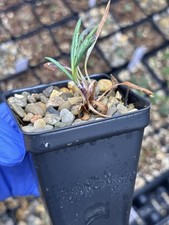 Saussurea glacialis glacial for sale  Indianapolis