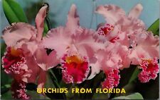 Vintage lavender cattleya for sale  Akron