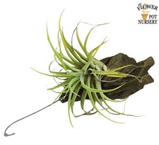 Flowerpotnursery air plants for sale  Loranger