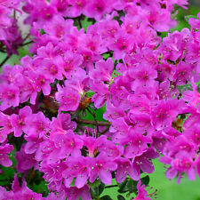 Purple azalea japanese for sale  UK