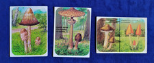 Champignons biscottes moreau d'occasion  Écully